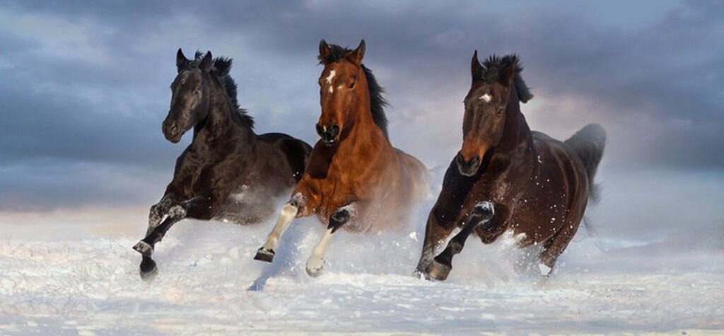 mustangs of TEC at Caesarea
